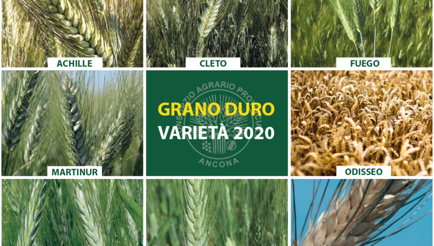 Varietà grano duro 2020