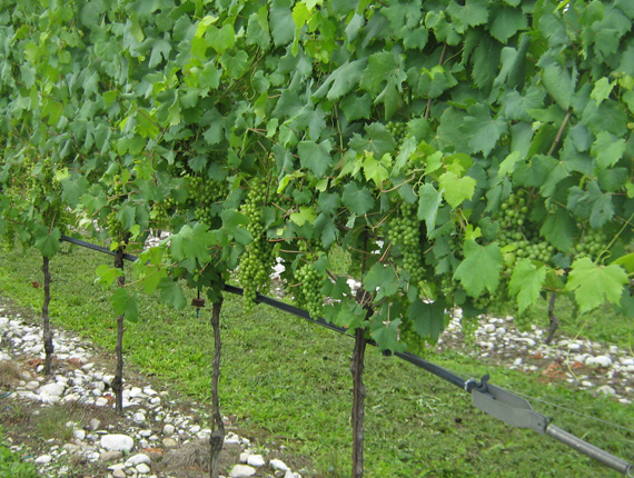 Irrigazione vigneti